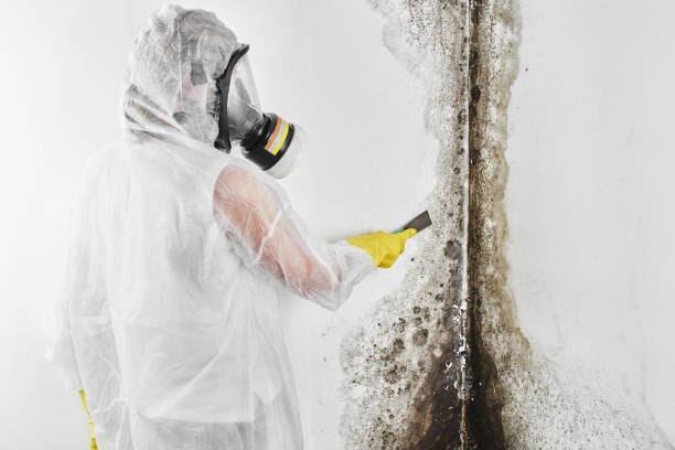 Best Mold Remediation for Specific Building Types in Hope, AR