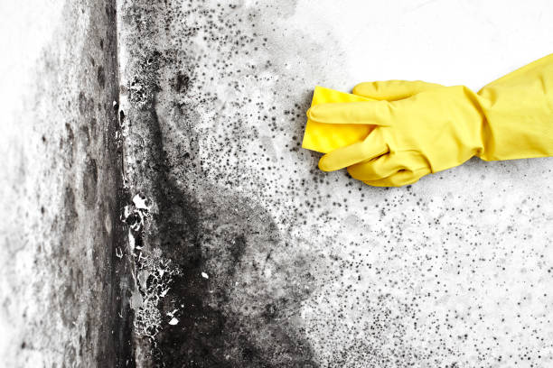 Best Commercial Mold Remediation in Hope, AR