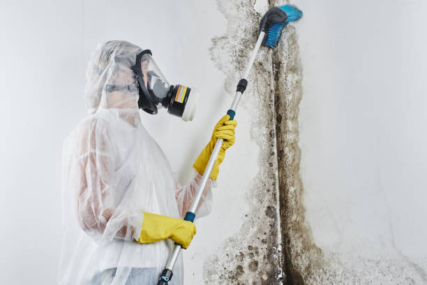 Best Post-Flood Mold Remediation in Hope, AR