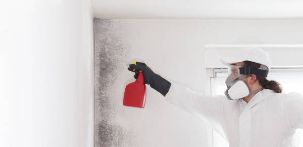 Best Black Mold Remediation in Hope, AR