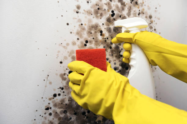 Best Kitchen Mold Remediation in Hope, AR